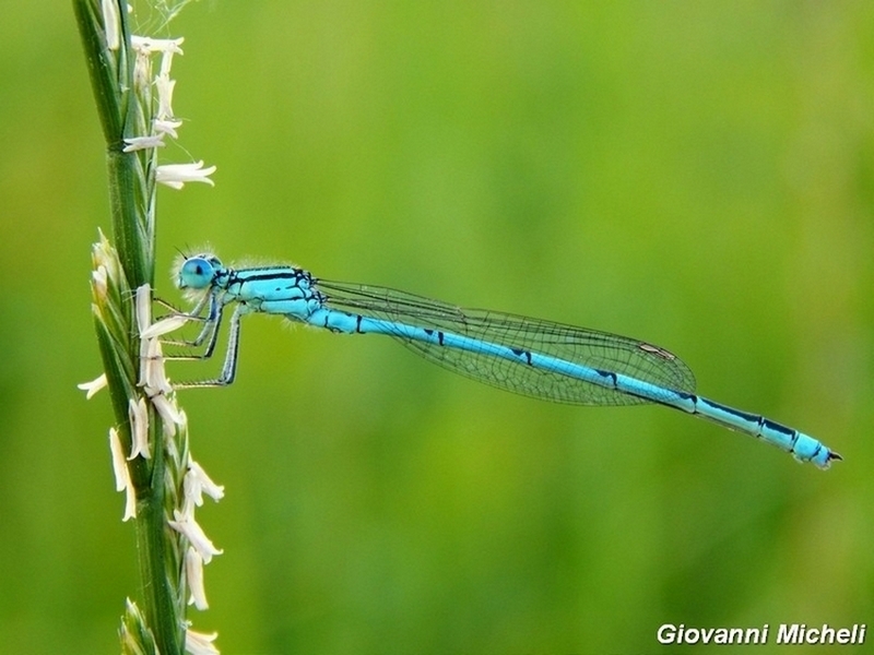 Erythromma lindenii